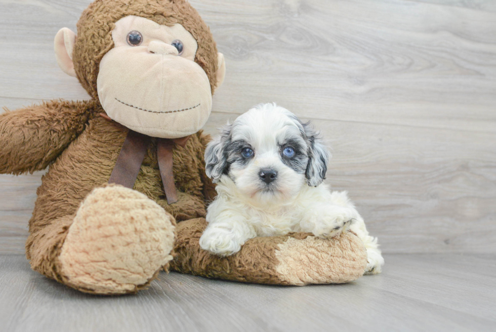 Best Shih Poo Baby