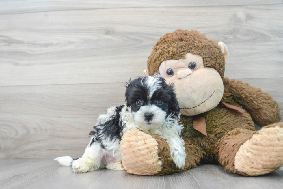 Fluffy Shih Poo Poodle Mix Pup