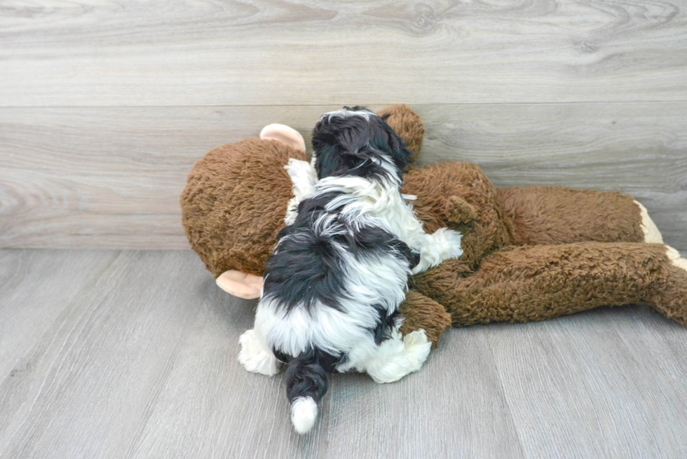 Little Shih Poo Poodle Mix Puppy