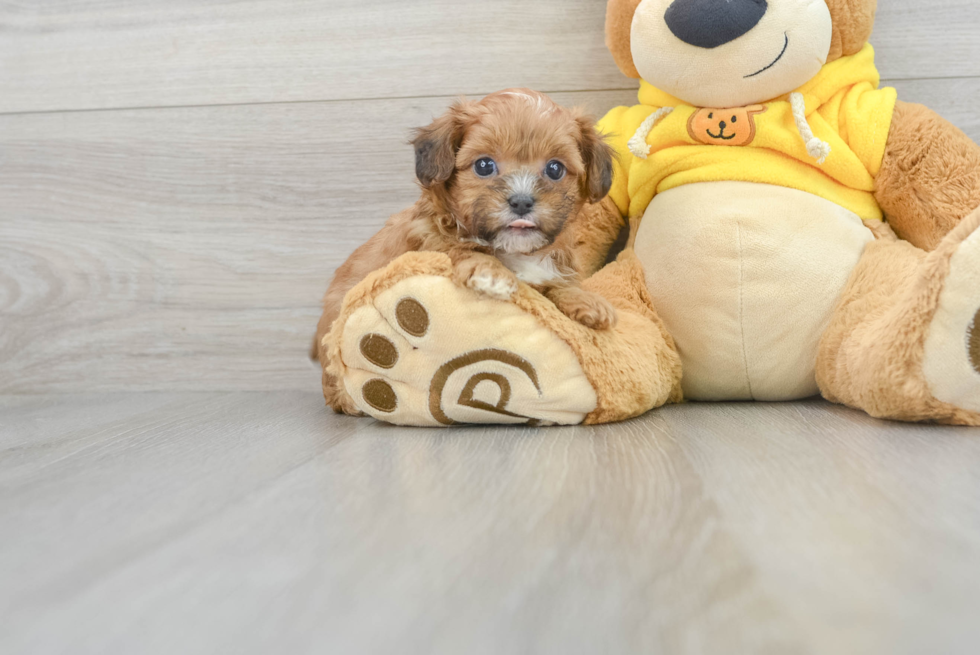 Playful Shihpoo Poodle Mix Puppy