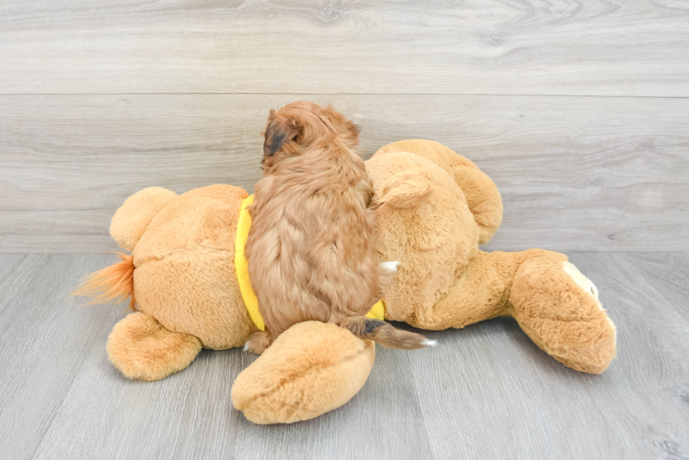 Shih Poo Pup Being Cute