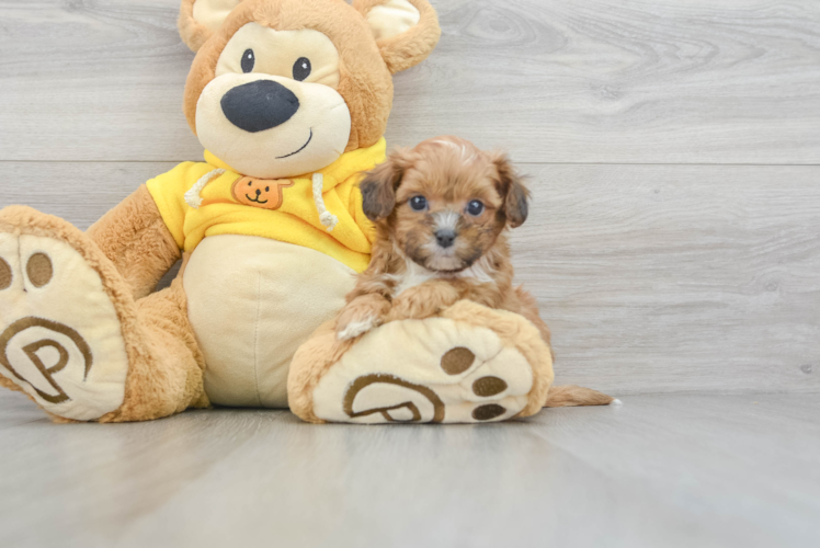 Best Shih Poo Baby