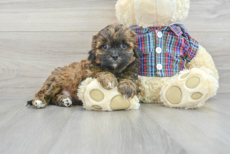 Shih Poo Pup Being Cute