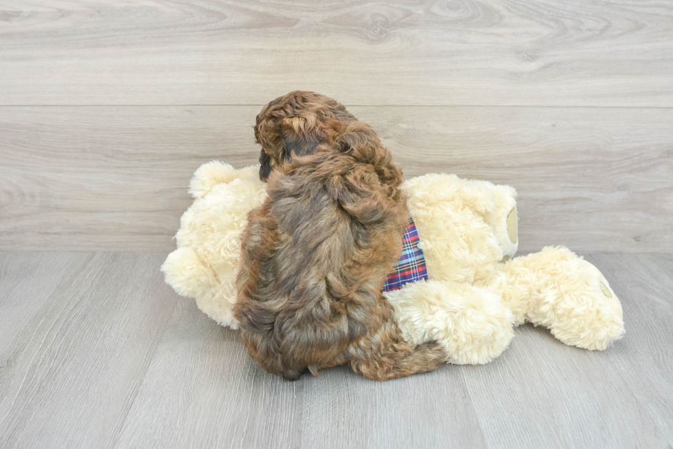 Fluffy Shih Poo Poodle Mix Pup