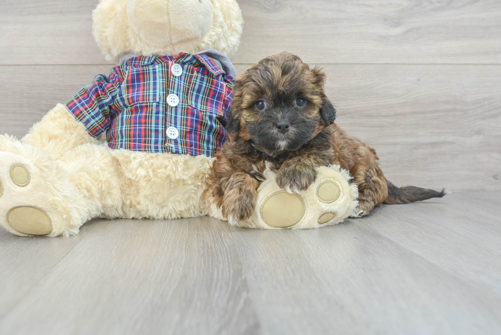 Adorable Shih Poo Poodle Mix Puppy