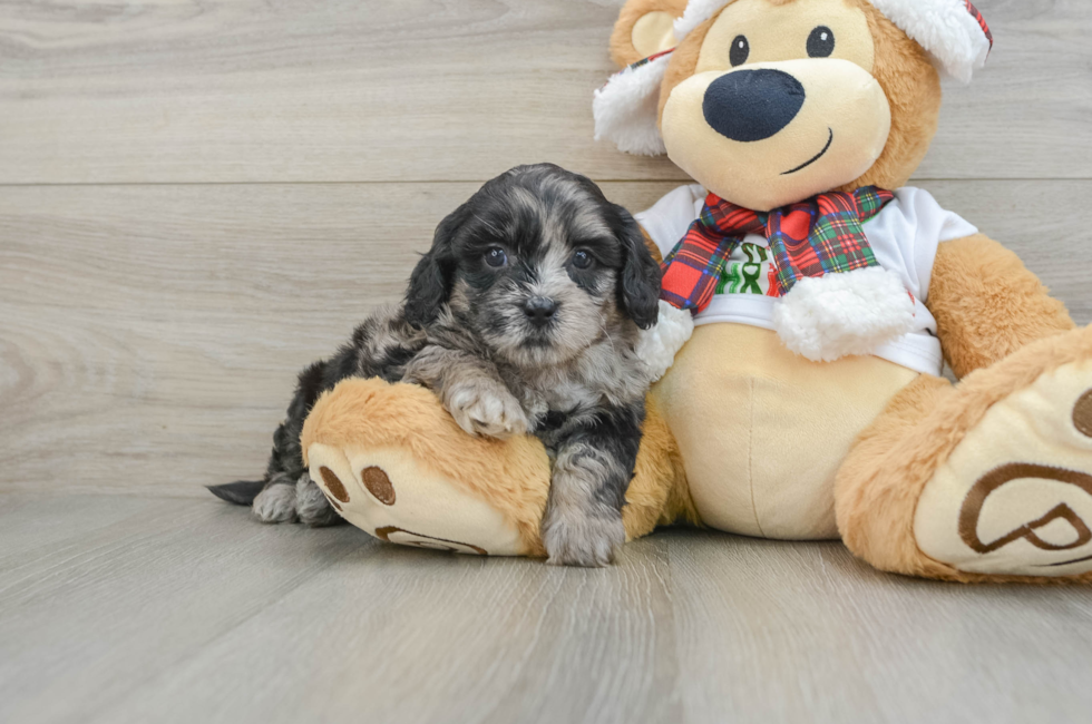 5 week old Shih Poo Puppy For Sale - Premier Pups