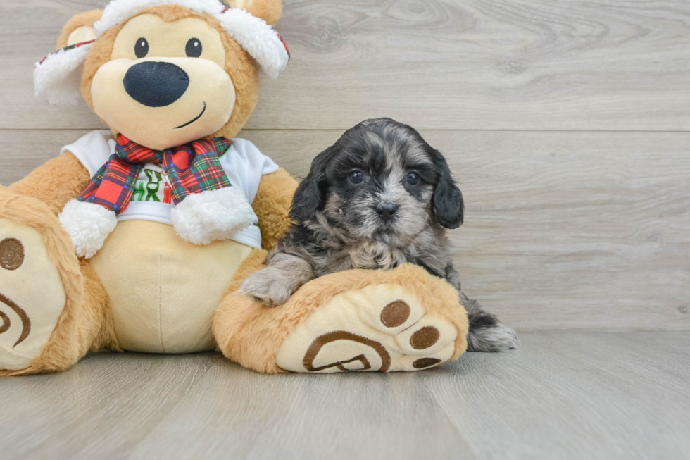 Shih Poo Puppy for Adoption