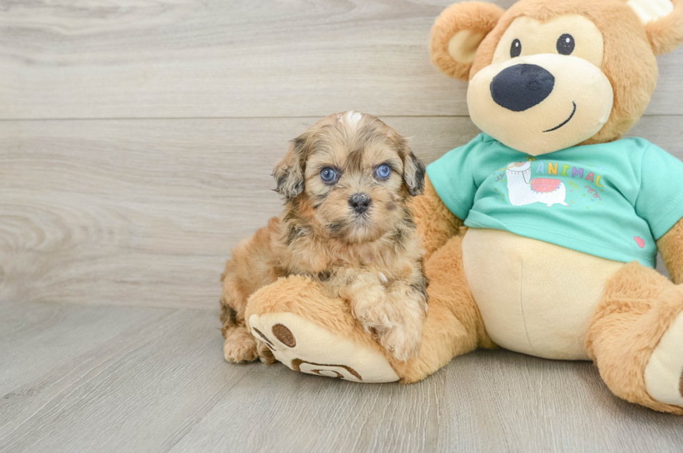 6 week old Shih Poo Puppy For Sale - Premier Pups