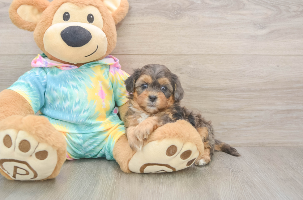 5 week old Shih Poo Puppy For Sale - Premier Pups