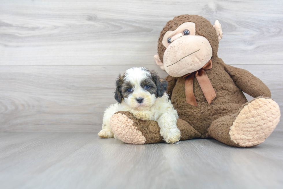 Shih Poo Puppy for Adoption