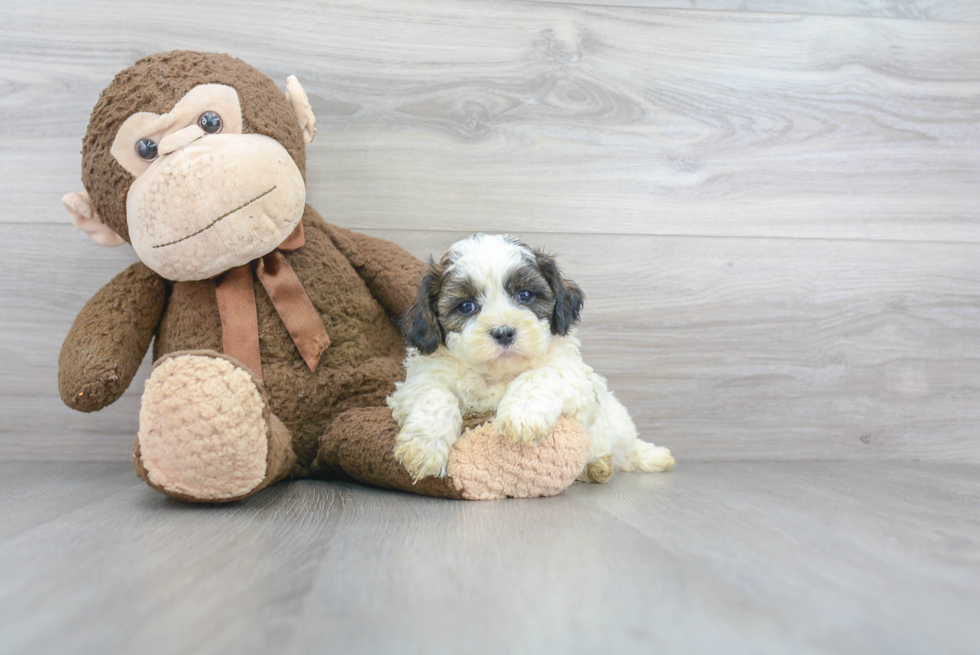 Energetic Shihpoo Poodle Mix Puppy