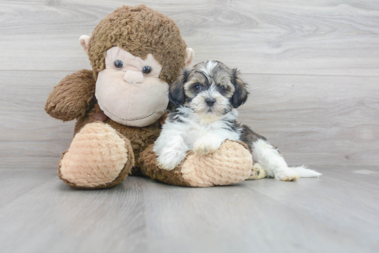 Smart Shih Poo Poodle Mix Pup
