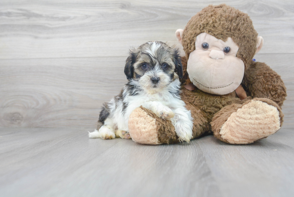 Small Shih Poo Baby