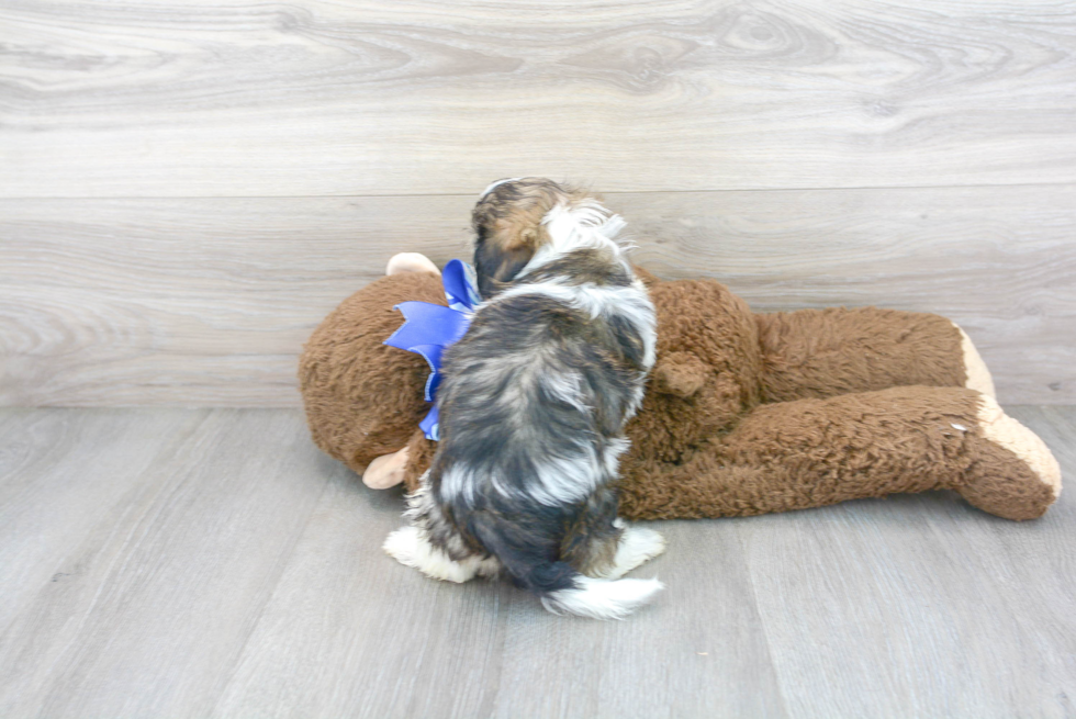 Best Shih Poo Baby