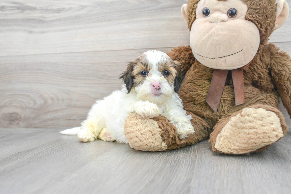 Friendly Shih Poo Baby