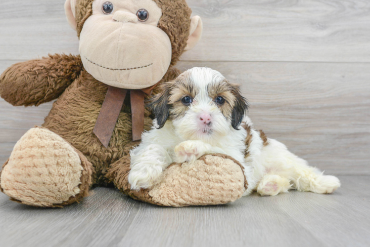 Little Shih Poo Poodle Mix Puppy