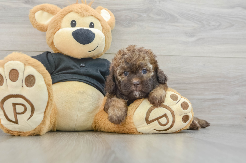 5 week old Shih Poo Puppy For Sale - Premier Pups