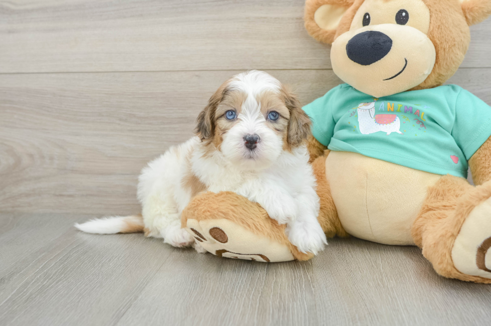 6 week old Shih Poo Puppy For Sale - Premier Pups