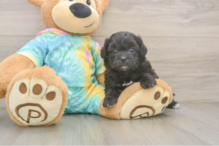 Friendly Shih Poo Baby