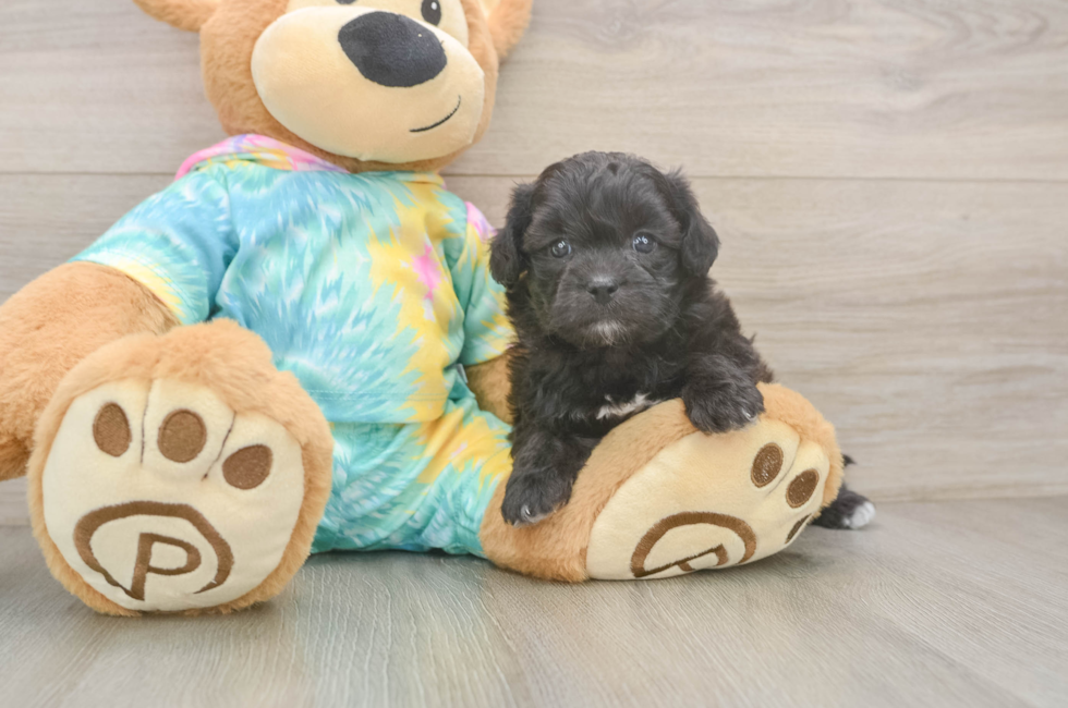 5 week old Shih Poo Puppy For Sale - Premier Pups