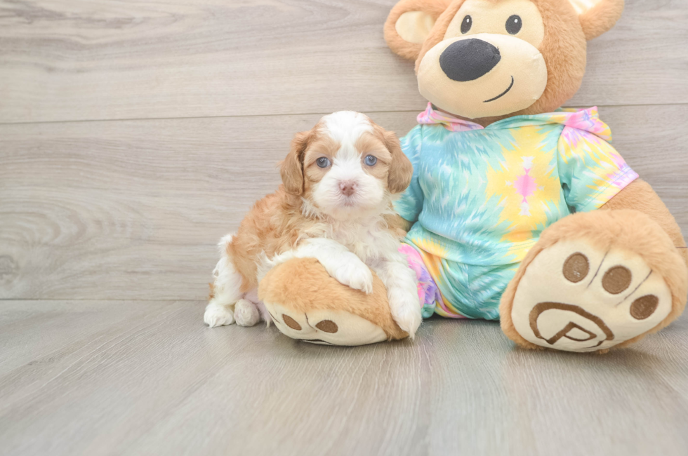 5 week old Shih Poo Puppy For Sale - Premier Pups