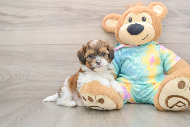 Best Shih Poo Baby