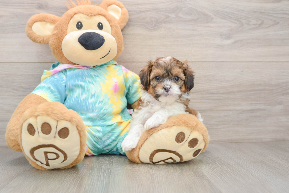 Funny Shih Poo Poodle Mix Pup