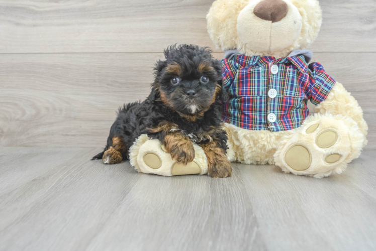 Fluffy Shih Poo Poodle Mix Pup