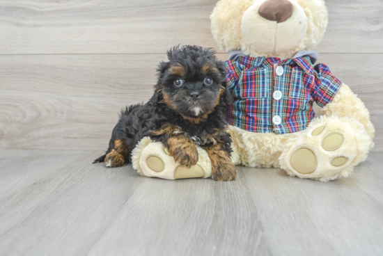 Fluffy Shih Poo Poodle Mix Pup