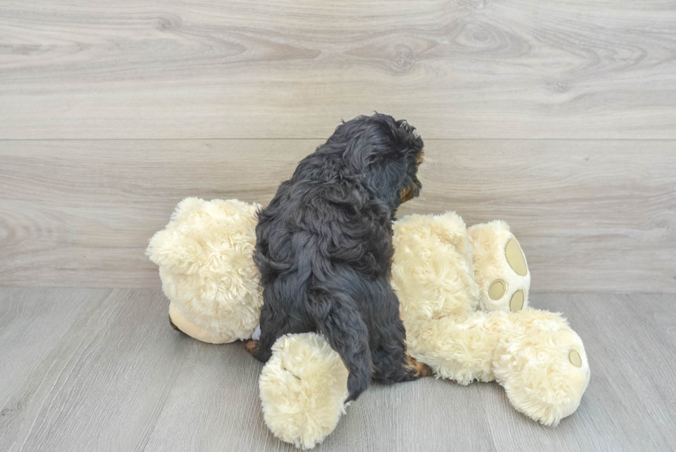 Shih Poo Puppy for Adoption