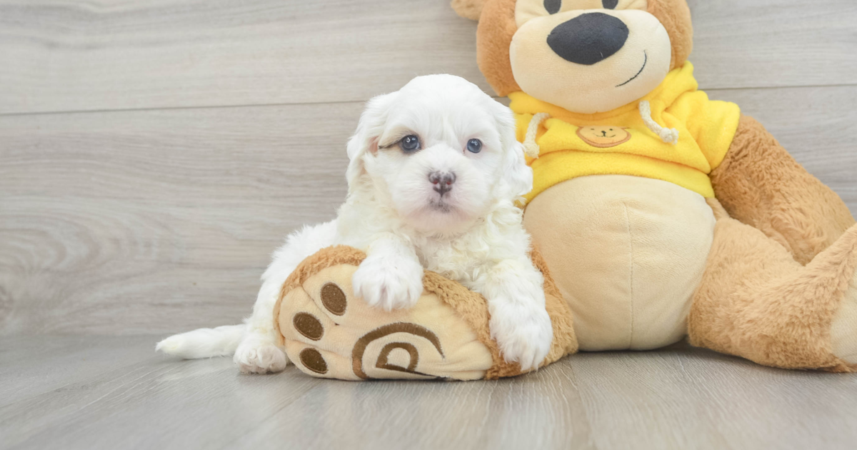 Petite Shih Poo Nyles: 5lb 4oz Doodle Puppy