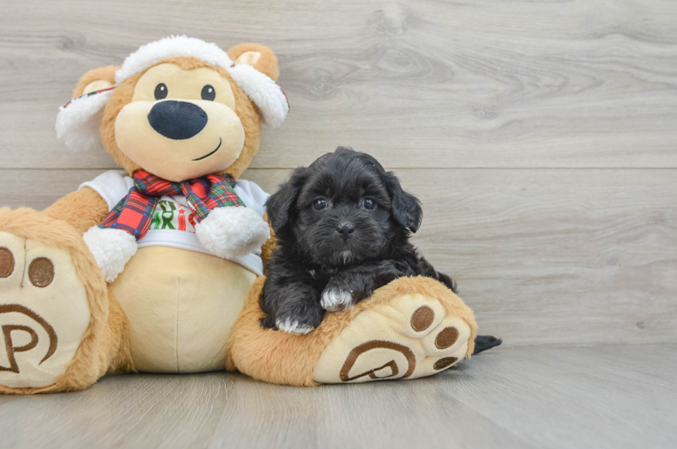 5 week old Shih Poo Puppy For Sale - Premier Pups