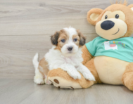 7 week old Shih Poo Puppy For Sale - Premier Pups