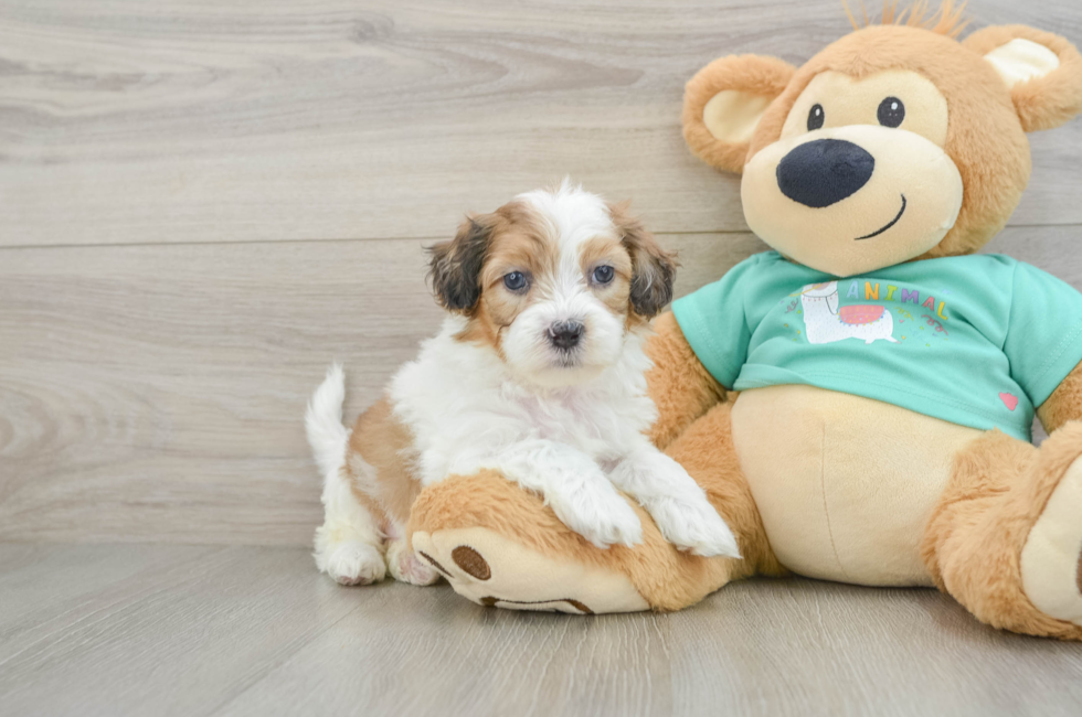 6 week old Shih Poo Puppy For Sale - Premier Pups