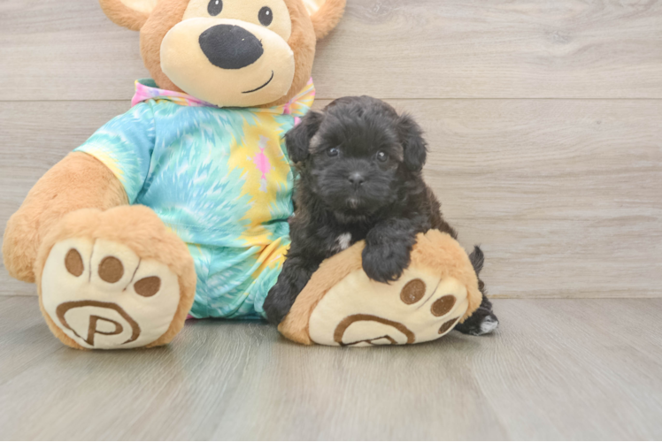 Adorable Shihpoo Poodle Mix Puppy