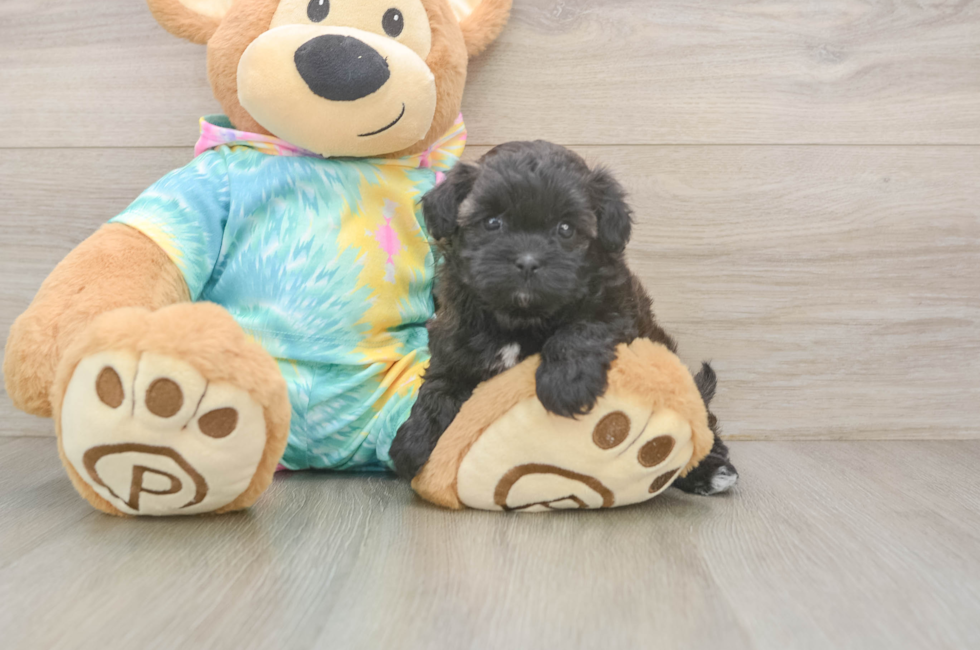 5 week old Shih Poo Puppy For Sale - Premier Pups