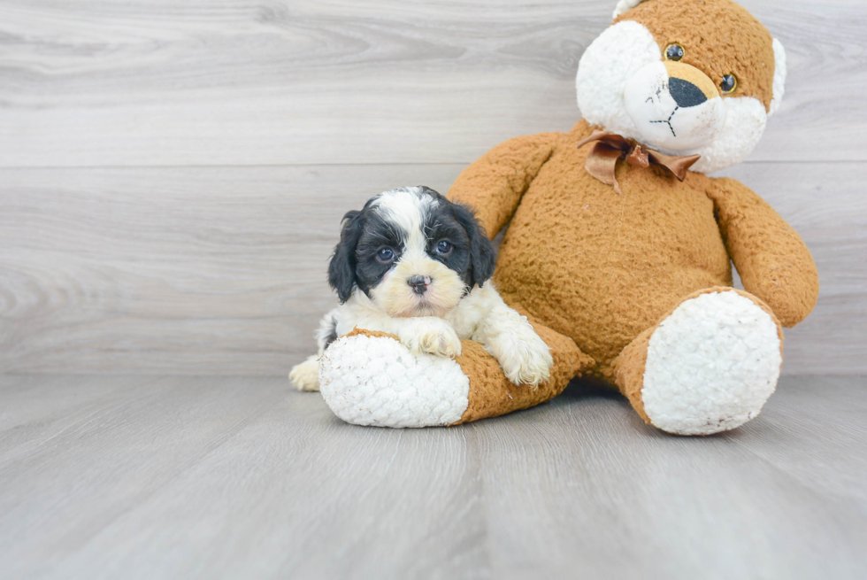 Shih Poo Puppy for Adoption