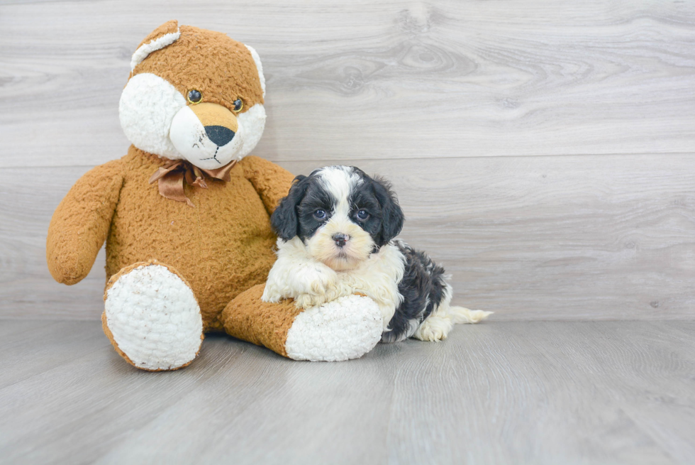 Shih Poo Pup Being Cute