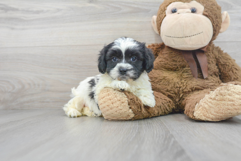 Energetic Shihpoo Poodle Mix Puppy