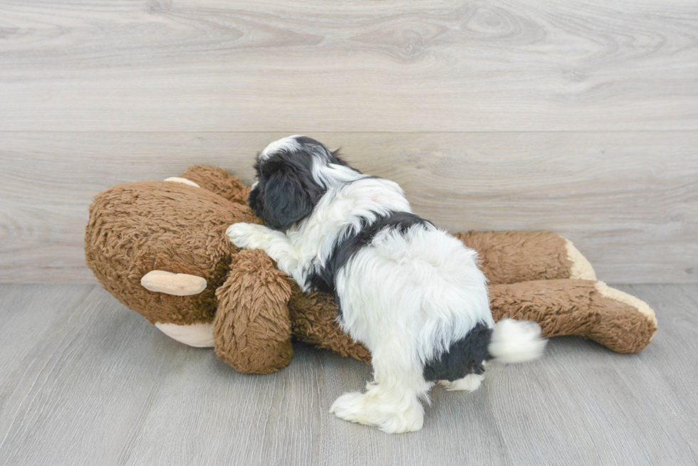 Petite Shih Poo Poodle Mix Pup