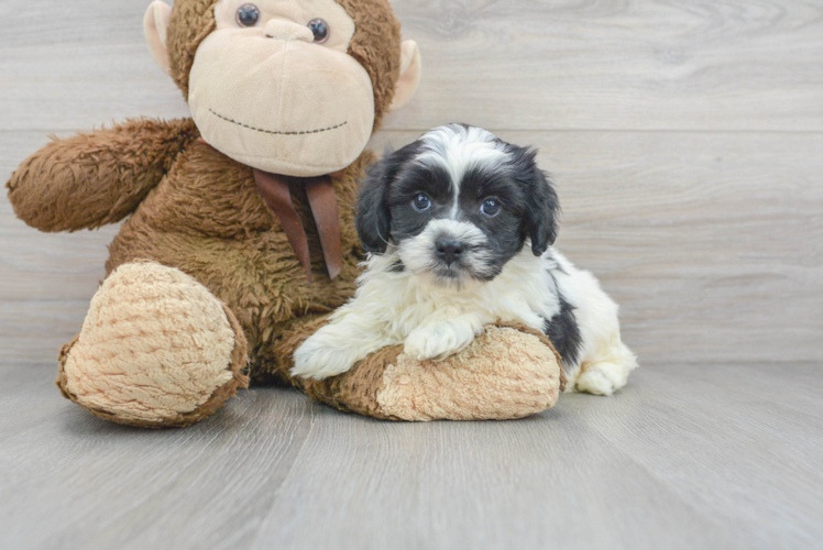 Best Shih Poo Baby