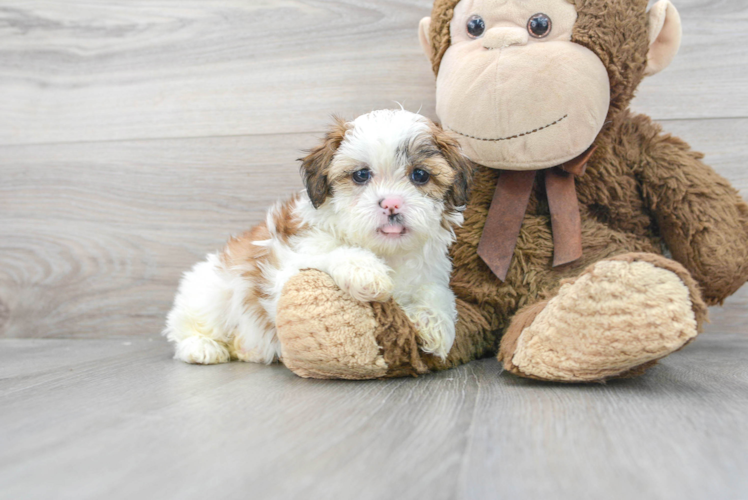 Energetic Shihpoo Poodle Mix Puppy