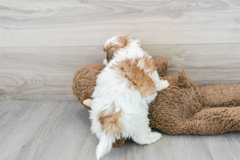 Shih Poo Pup Being Cute