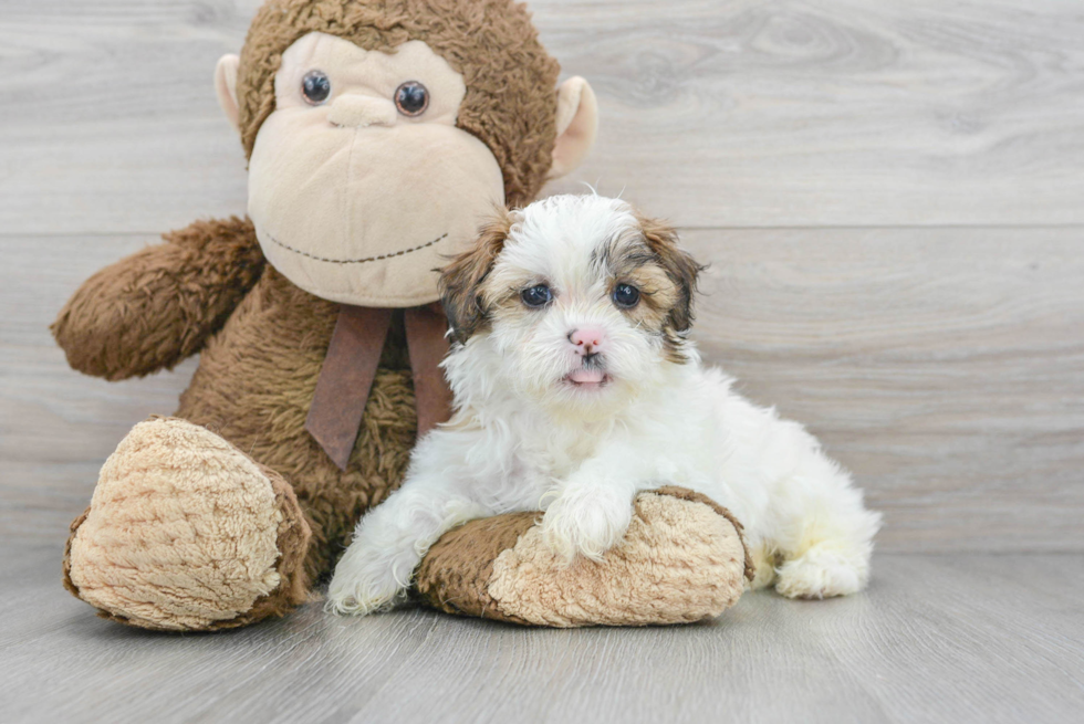 Shih Poo Pup Being Cute