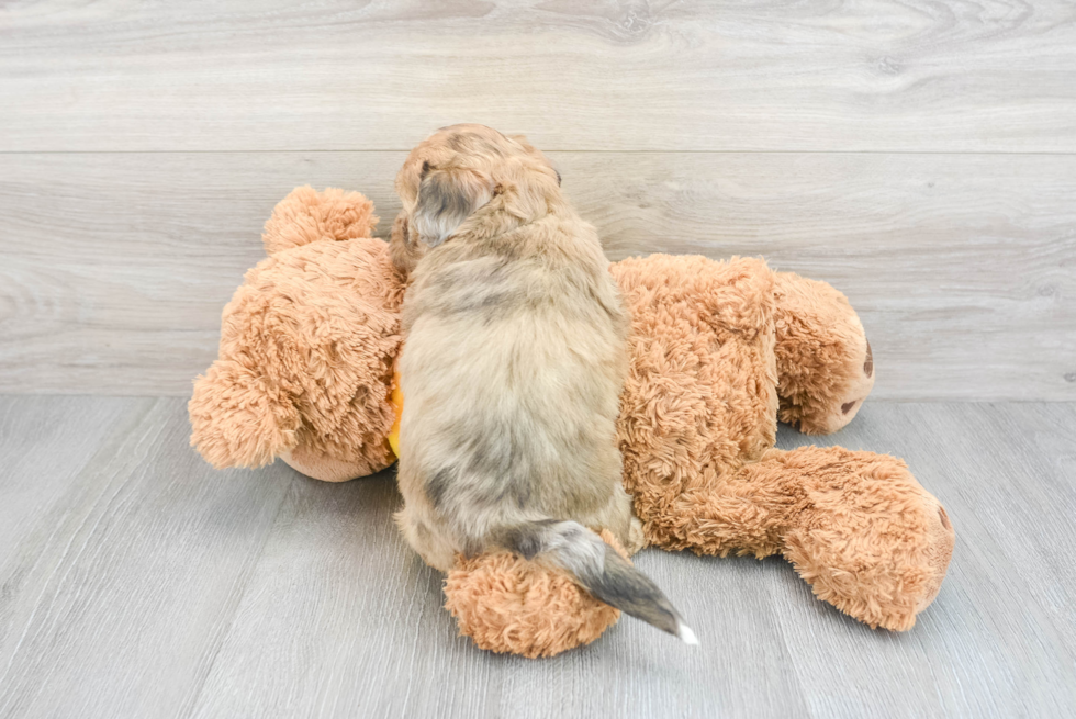 Shih Poo Pup Being Cute