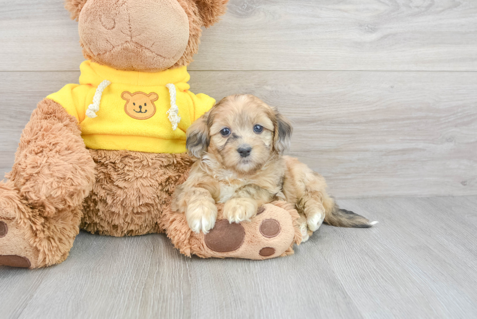 Shih Poo Pup Being Cute