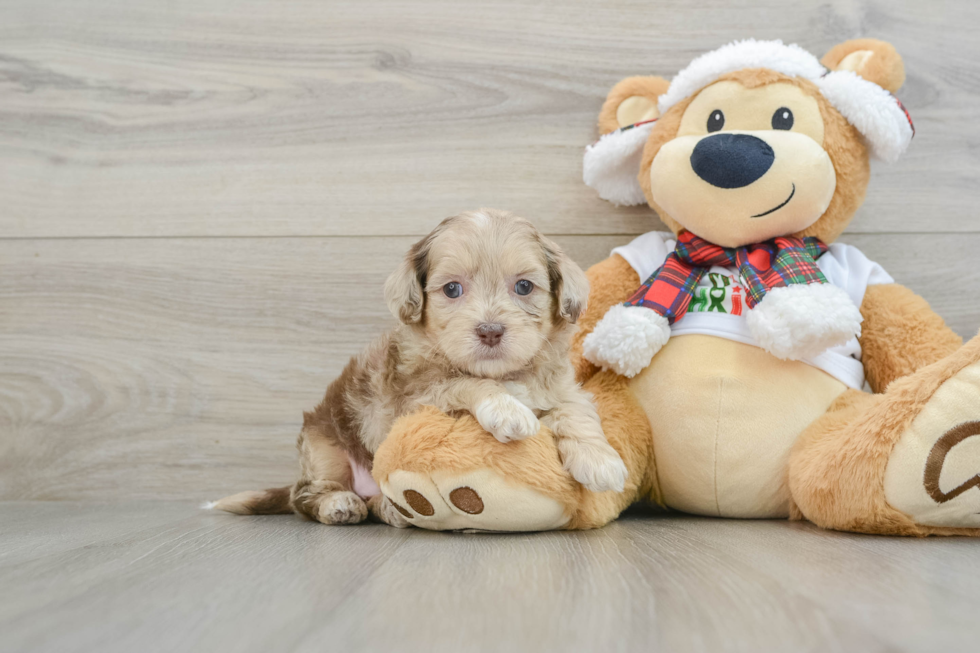 Fluffy Shih Poo Poodle Mix Pup