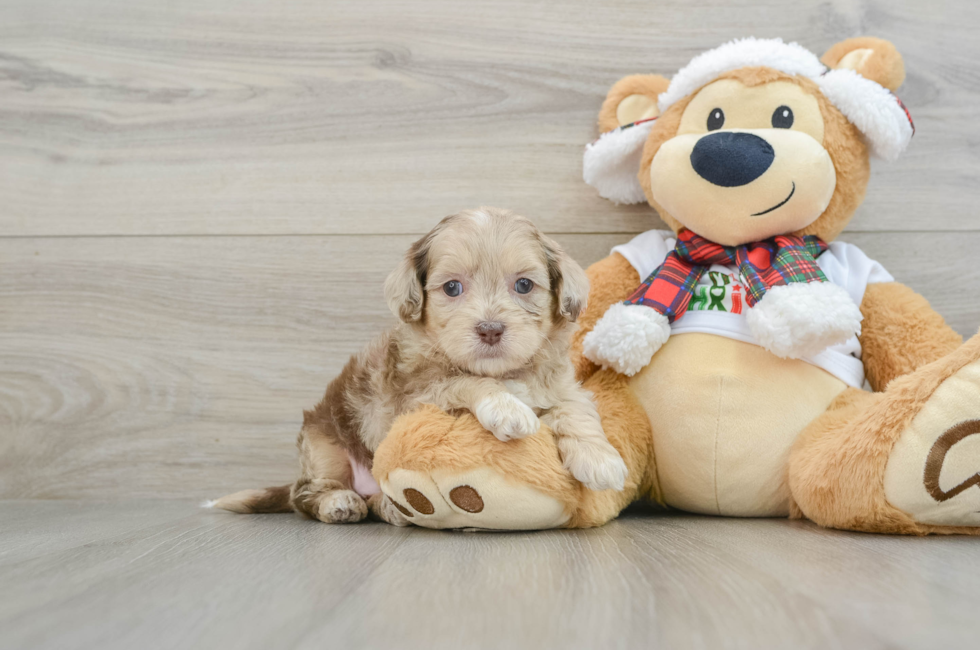 5 week old Shih Poo Puppy For Sale - Premier Pups