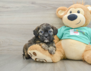 8 week old Shih Poo Puppy For Sale - Premier Pups