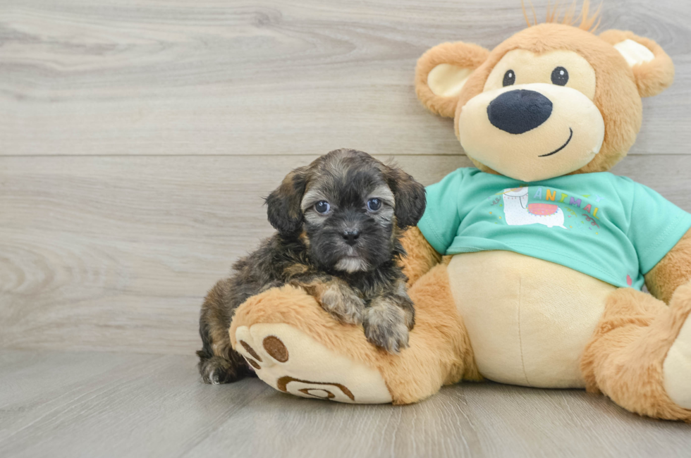 6 week old Shih Poo Puppy For Sale - Premier Pups